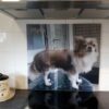 Spatscherm met hondje Mylo