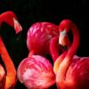Backsplash flamingo's - Afbeelding 2