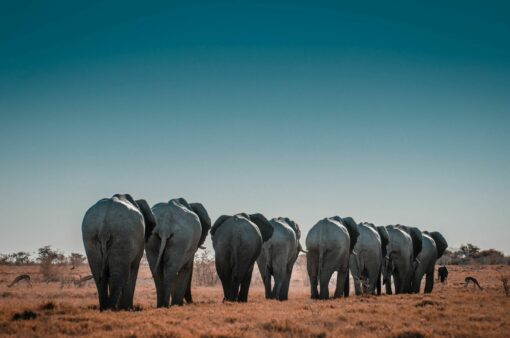 rij olifanten