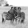 Drie zebra's op je backsplash