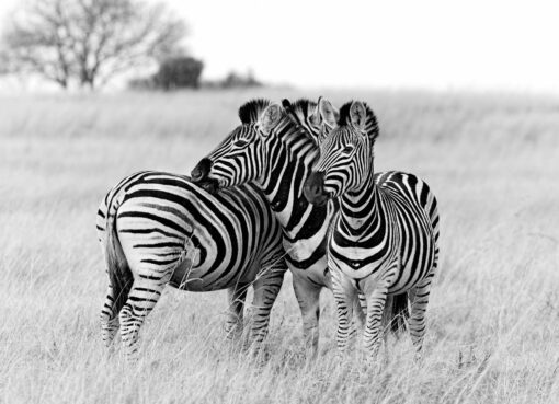Drie zebra's op je backsplash