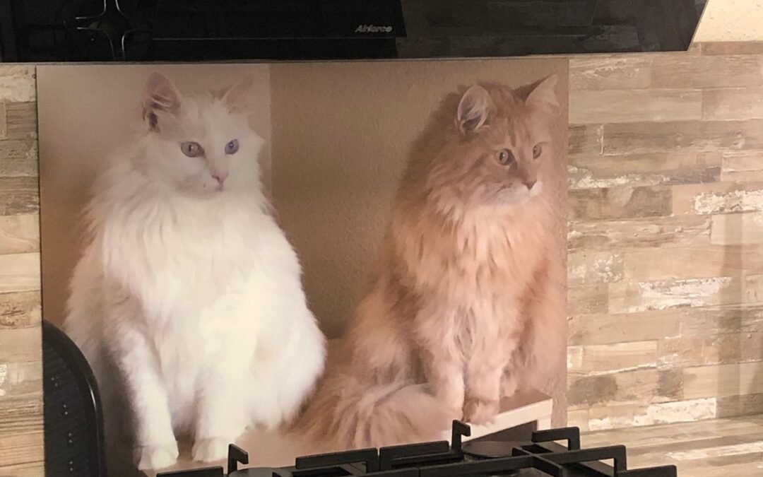 Backsplash met prachtige katten