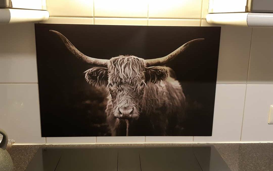 Spatscherm met Schotse hooglander