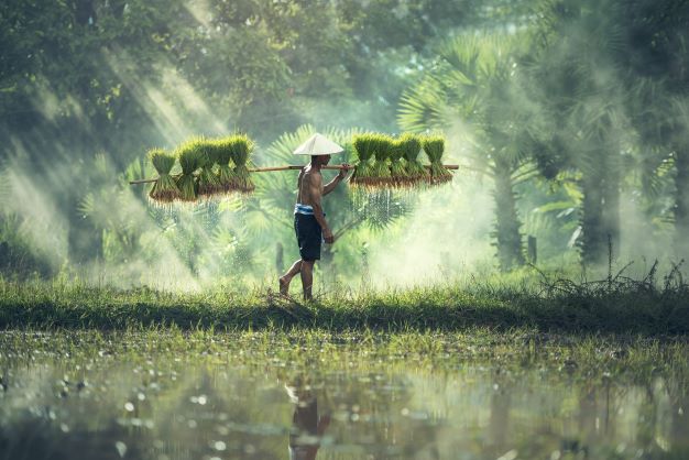 Spatscherm-Indonesië-rijstveld