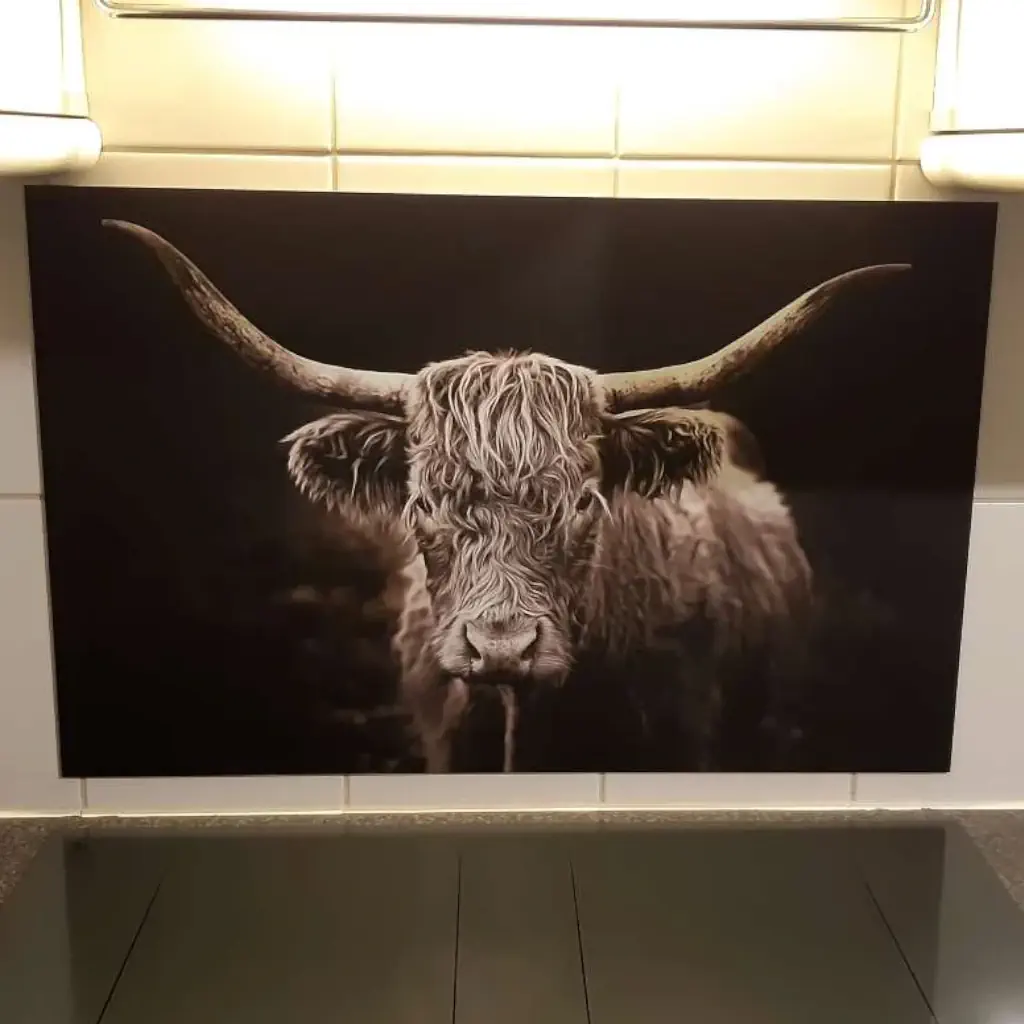 Mooi Spatscherm met Schotse hooglander Mooi Spatscherm met Schotse hooglander