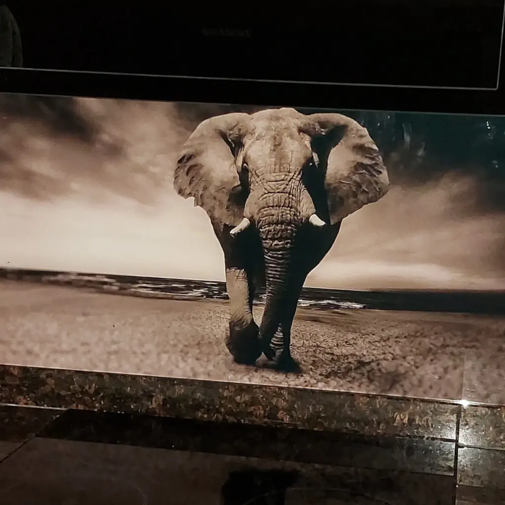 Spatplaat met fantastische olifant in zwart-wit