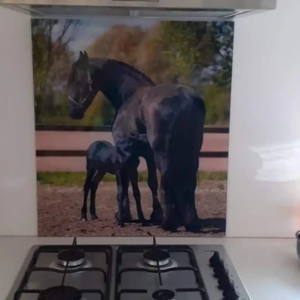 Spatscherm met Black Beauty