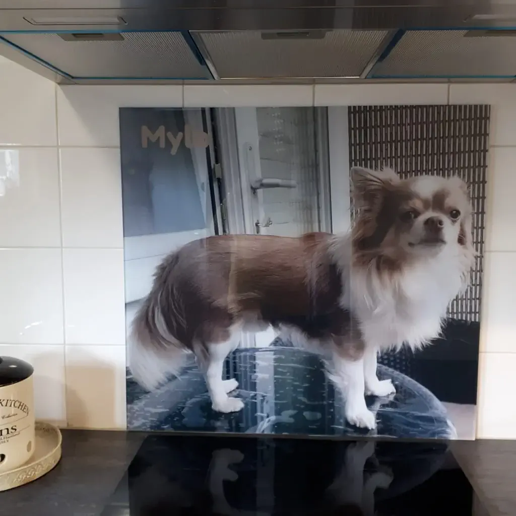 Spatwand met hondje Mylo