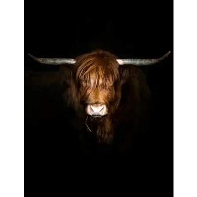 hooglander-met-grasspriet