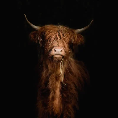 portret-van-een-schotse-hooglander