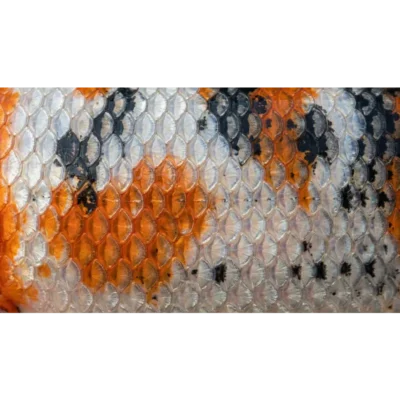 koi-vis-print-type-02
