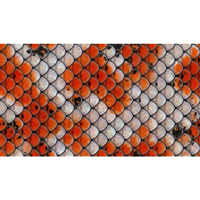 Koi vis print type 03 koi-vis-print-type-03