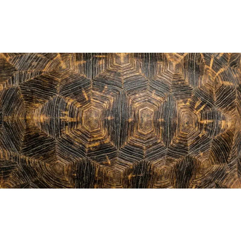 Schildpad print type 03 schildpad-print-type-03